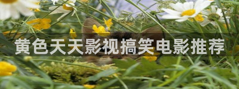 我要看西瓜视频