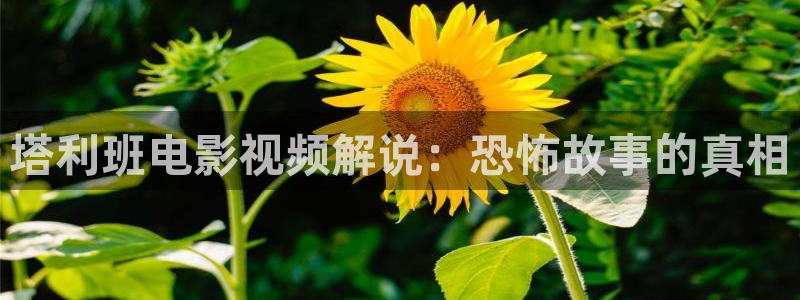 徐延忠搬兵全集免费观看西瓜影院